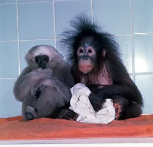 A fuzzy haired baby Orang Utan with baby Gibbon at Twycross Zoo November 1977 A fuzzy haired baby Orang Utan with baby Gibbon at Twycross Zoo November 1977