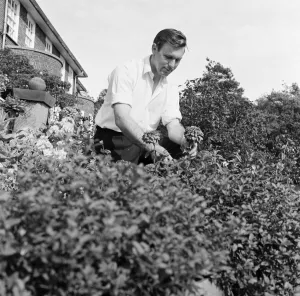 The gardener at the Tall Trees Hotel and Nightclub in Yarm. 1971 The gardener at the Tall Trees Hotel and Nightclub in Yarm. 1971