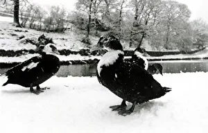 Geese in the snow at Saddleworth near Manchester January 1979 1970s Geese in the snow at Saddleworth near Manchester January 1979 1970s