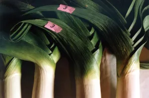 A general picture of a gigantic prize winning leek in September 1990 A general picture of a gigantic prize winning leek in September 1990