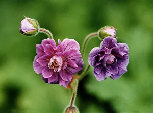 Images Dated 24th July 1997: Geranium Himalayense Flora Plena Plant Of The Week July 1997