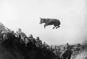 German dispatch dog seen here taking messages to the front line during the German advance German dispatch dog seen here taking messages to the front line during the German advance