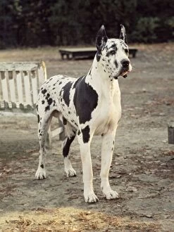 A German Pointer dog standing up June 1987 A©Mirrorpix animal animals