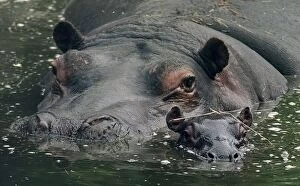 Images Dated 29th August 1999: Gertie(left) and her new-born baby Hippo seen here at the west Midlands safari park