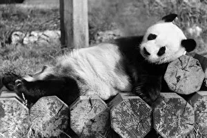 Images Dated 12th September 1988: Giant panda An-An is in a sleepy mood at London Zoo. panda bear