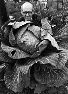 Images Dated 1st September 1982: Giant Size.John McLoughlin with his monster cabbage. September 1982 P006541