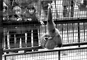 Images Dated 7th April 1975: Gibbons at London Zoo. April 1975 75-1806-001