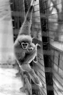 Images Dated 7th April 1975: Gibbons at London Zoo. April 1975 75-1806-002