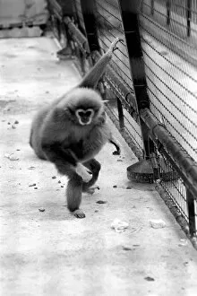 Images Dated 7th April 1975: Gibbons at London Zoo. April 1975 75-1806-006