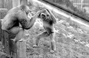 Gibbons at London Zoo. April 1975 75-1806-012