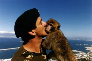 Gibraltar soldier kissing Monkey circa 1990 Gibraltar soldier kissing Monkey circa 1990