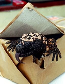 00137 Gallery: A Gila Monster from Mexico, creeping out of a cardboard box February 1989