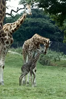 Giraffe at Knowsley Safari Park New born Baby Giraffe August 1979