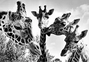 Giraffes at Twycross zoo, Warwickshire. 11th October 1985