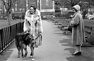 Images Dated 14th February 1975: Girl and Dog in Curlers. Model Victoria Burgyne and Irish Wolf Hound 'Jasper'