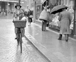 Girl riding on a bicycle carring a dog and a cat in a basket circa 1940s Girl riding on a bicycle carring a dog and a cat in a basket circa 1940s