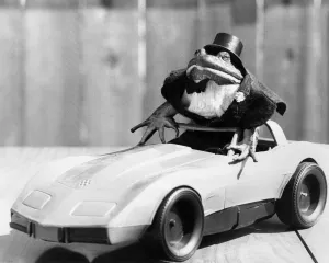 Gladys the drag queen frog driving a sports car. July 1983 Gladys the drag queen frog driving a sports car. July 1983