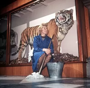 Images Dated 1st November 1972: Glasgow Art Museum Nov 1972 Stuffed Tiger (Sam) get a cleaning from Jeannie