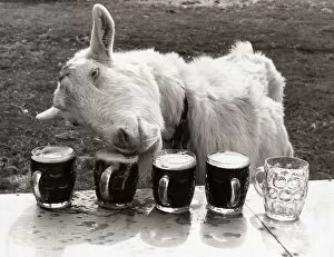 Images Dated 9th April 1978: Goat drinking pints of beer laid out on a table - April 1978