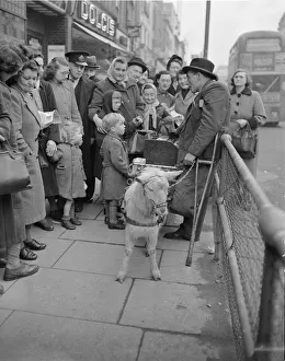 Goat pulled barral organ with grinder and monkey seen here in Brixton High Street Goat pulled barral organ with grinder and monkey seen here in Brixton High Street
