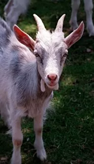 Images Dated 16th July 1996: Goat rare breeds Golden Gernsey July 1996