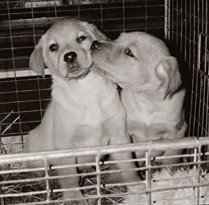 Two golden labrador puppies kissing in a pet shop in Tottenham