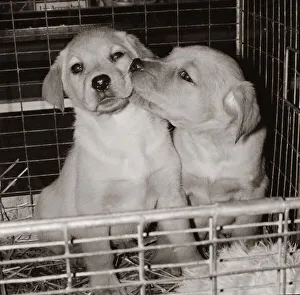 Two golden labrador puppies kissing in a pet shop in Tottenham Two golden labrador puppies kissing in a pet shop in Tottenham