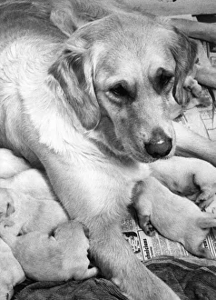 A Golden Retriever with her llitter of puppies A Golden Retriever with her llitter of puppies