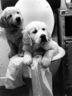 Golden retriever puppies sitting in a toilet. 18th August 1985 Golden retriever puppies sitting in a toilet. 18th August 1985