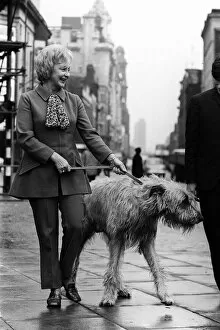 Images Dated 23rd November 1971: Googie Withers actress with irish wolfhound kerry
