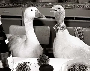 Goose and Turkey - December 1985 sitting at a dining table 06/12/1985 Goose and Turkey - December 1985 sitting at a dining table 06/12/1985