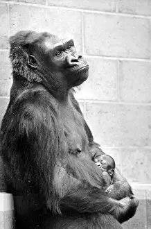 Images Dated 8th May 1977: Gorilla and her baby at Bristol Zoo May 1977 77-2590-002