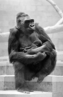 Images Dated 8th May 1977: Gorilla and her baby at Bristol Zoo May 1977 77-2590-013