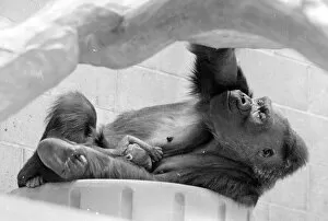 Images Dated 8th May 1977: Gorilla and her baby at Bristol Zoo May 1977 77-2590-019