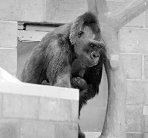 Images Dated 8th May 1977: Gorilla and her baby at Bristol Zoo May 1977 77-2590-020