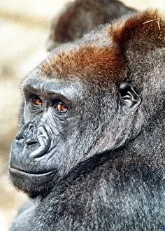 Images Dated 8th April 1991: Gorilla at London Zoo April 1991