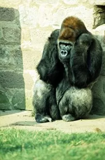 Images Dated 1st October 1977: Gorilla sitting in the corner sulking at Chester Zoo. October 1977