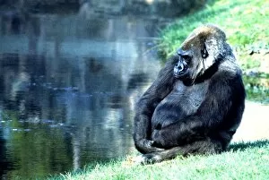 Images Dated 1st October 1977: Gorilla sitting down by the lake at Chester Zoo. October 1977