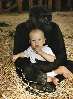 Images Dated 27th August 1990: A gorilla sitting with Tanya Aspinall age four and a half on his lap at John Aspinall