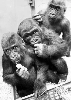 Three gorillas, Biddy, Eva and Diane at Twycross Zoo, Warwickshire 22nd January