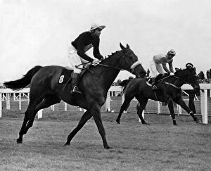 Images Dated 1st April 1973: Grand National, Aintree, at the post. Its a close finish as Red Rum (Left