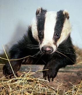 Images Dated 1st November 1985: Granny the badger at the Wildlife Hospital run by Les and Sue Stocker at their home in
