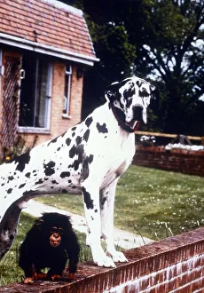 Great Dane Freddie with baby chimp Teddy - january 1993 Animals Dogs Great Dane Freddie with baby chimp Teddy - january 1993 Animals Dogs