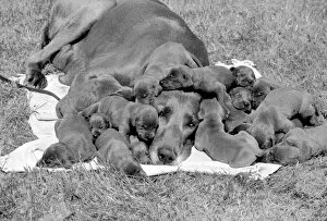 Great Dane mother looks exhausted as her 16 puppies all sleep close to her head