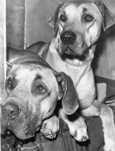 Two very serious Great Danes competing in a Northumberland dog show Two very serious Great Danes competing in a Northumberland dog show