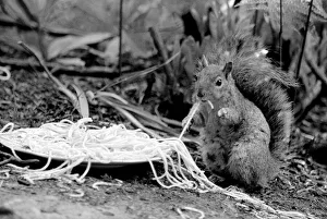 This grey squirrel in Camberley, Surrey, is grabbing a quick meal of spaghetti May This grey squirrel in Camberley, Surrey, is grabbing a quick meal of spaghetti May