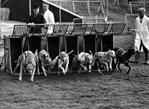 00363 Gallery: Greyhound Racing - Greyhounds leap out of the trap at a Cardiff Arms Park Greyhound
