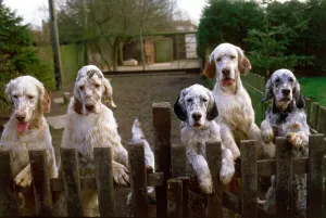A group of English Setter dogs including Crufts supreme champion starlite express valsett A group of English Setter dogs including Crufts supreme champion starlite express valsett