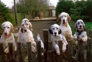 A group of English Setter dogs including Crufts supreme champion starlite express valsett A group of English Setter dogs including Crufts supreme champion starlite express valsett