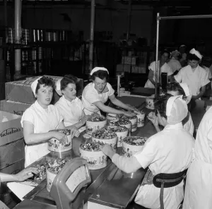 A group of female workers at John Mackintosh sweet factory. Halifax in West Yorkshire A group of female workers at John Mackintosh sweet factory. Halifax in West Yorkshire